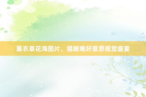 薰衣草花海图片，猖獗唯好意思视觉盛宴