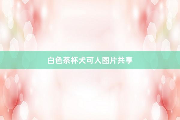 白色茶杯犬可人图片共享