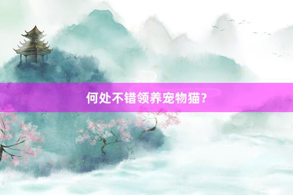 何处不错领养宠物猫?